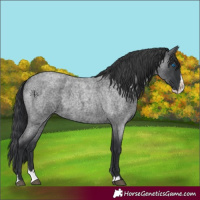 Horse Color:Blue Roan Splash 