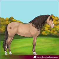 Horse Color:Amber Champagne Rabicano 