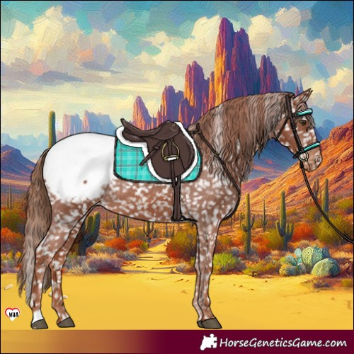 Horse Color:Chestnut Appaloosa 
