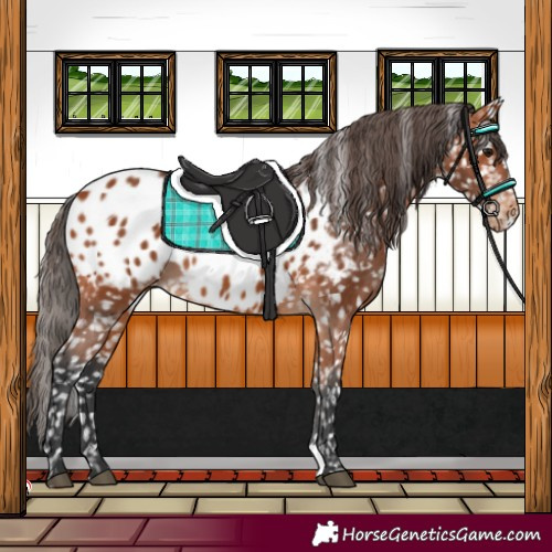 Horse Color:Bay Appaloosa 