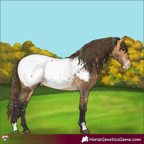 Horse Color:Buckskin Near Fewspot 