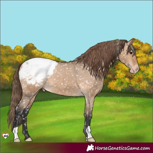 Horse Color:Bay Dun Appaloosa 