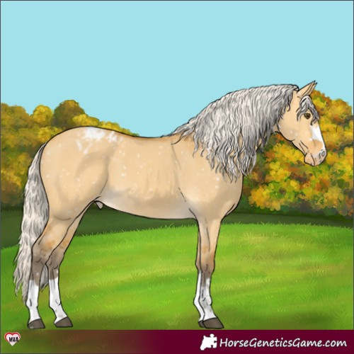 Horse Color:Silver Buckskin Dun Appaloosa 