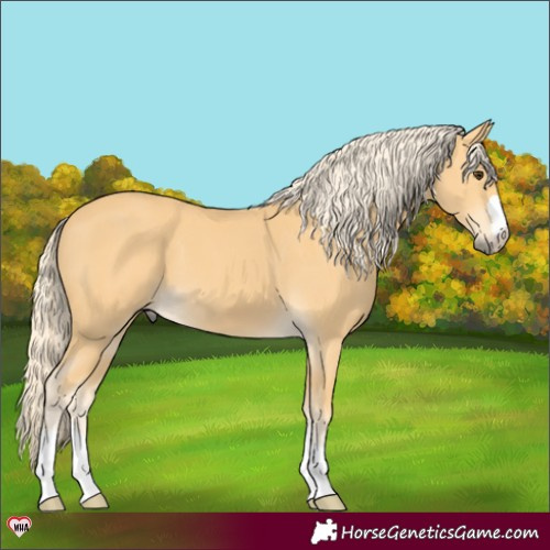Horse Color:Palomino 