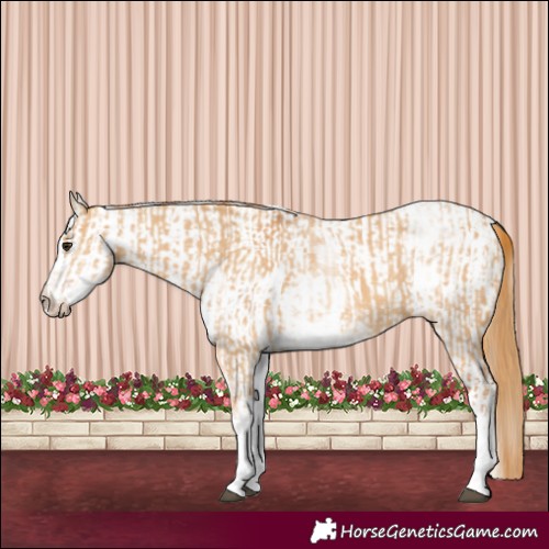 Horse Color:White Spotted Red Dun Rabicano and White Spotted Red Dun Rabicano