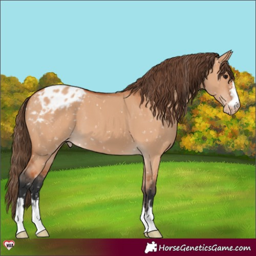 Horse Color:Bay Dun Appaloosa 