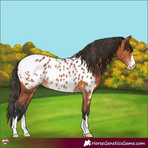 Horse Color:Bay Appaloosa 