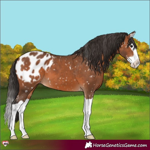 Horse Color:Bay Splash Appaloosa 