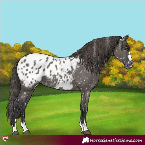 Horse Color:Grullo Appaloosa 