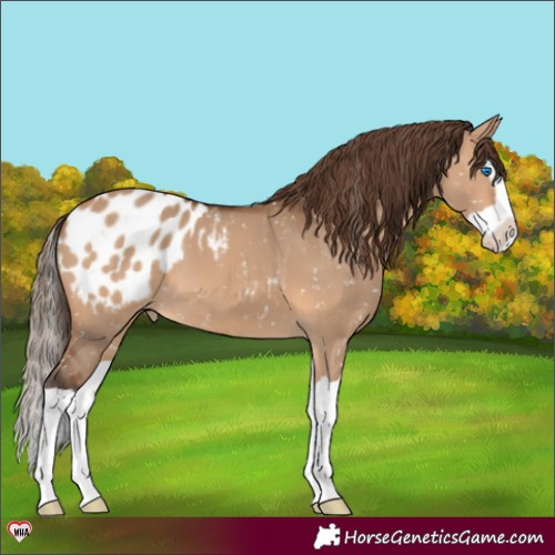 Horse Color:Bay Dun Splash Appaloosa 