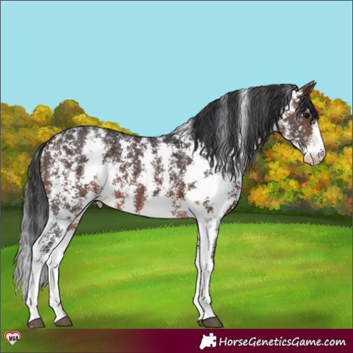 Horse Color:Brown Sabino Appaloosa 