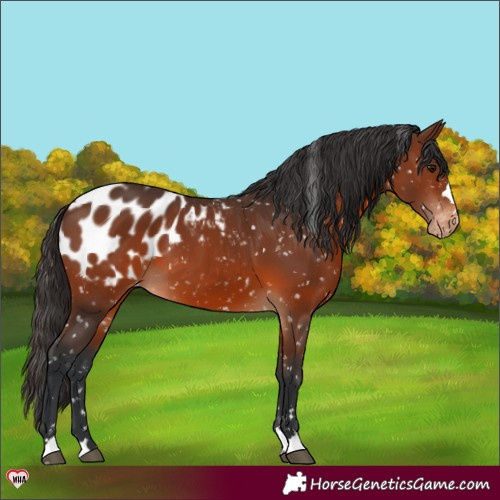 Horse Color:Brown Appaloosa 