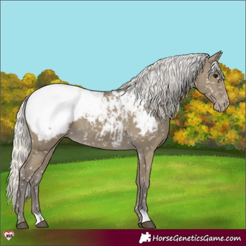 Horse Color:Silver Smoky Black Appaloosa 