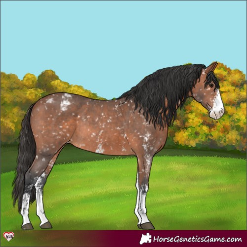Horse Color:Bay Sabino Appaloosa Rabicano 