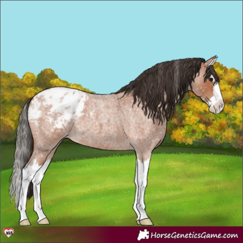 Horse Color:Bay Roan Splash Appaloosa 