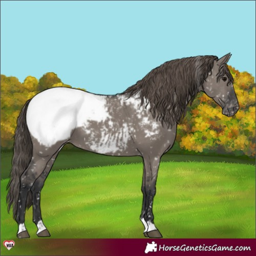 Horse Color:Grullo Appaloosa 