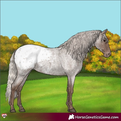 Horse Color:Silver Blue Roan Appaloosa 