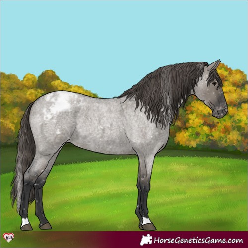 Horse Color:Grullo Roan Appaloosa 
