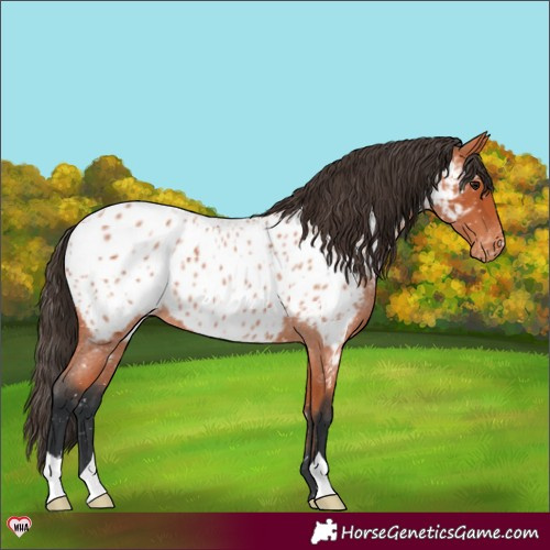 Horse Color:Bay Roan Appaloosa 