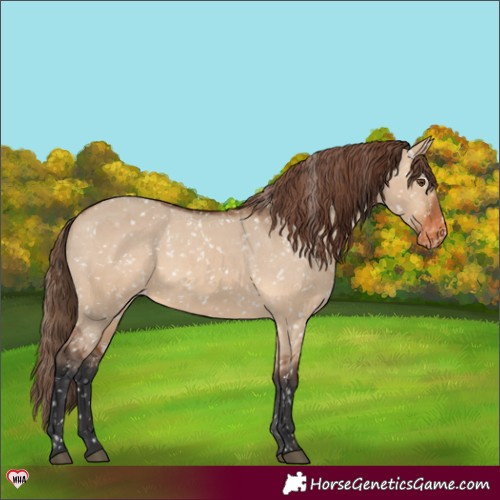 Horse Color:Bay Dun Appaloosa 