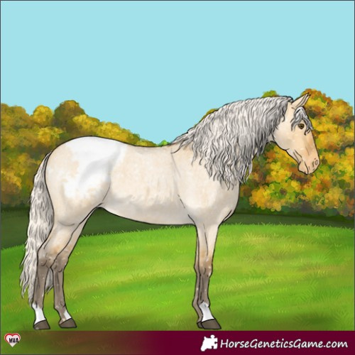 Horse Color:Silver Buckskin Roan Dun Appaloosa 