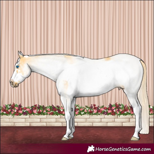 Horse Color:White Spotted Palomino Dun Frame Rabicano 