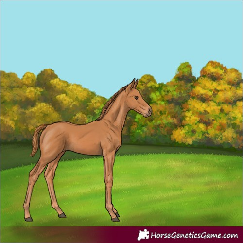 Horse Color:Unknown 