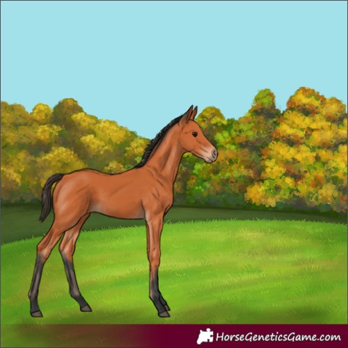 Horse Color:Bay 
