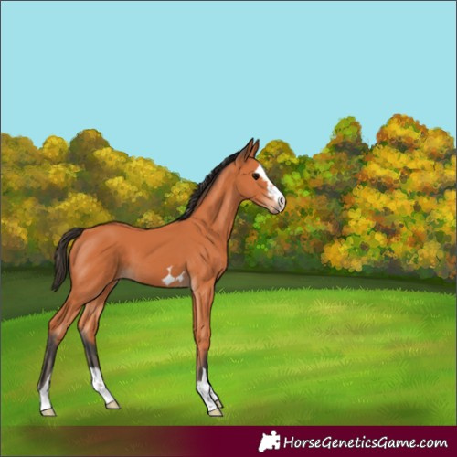 Horse Color:Bay 