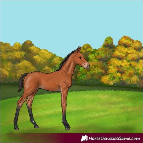Horse Color:Bay 