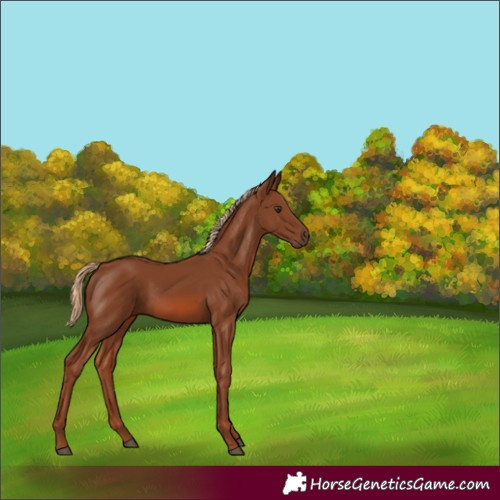 Horse Color:Unknown 