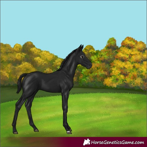 Horse Color:Unknown 