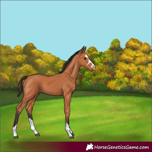 Horse Color:Unknown 