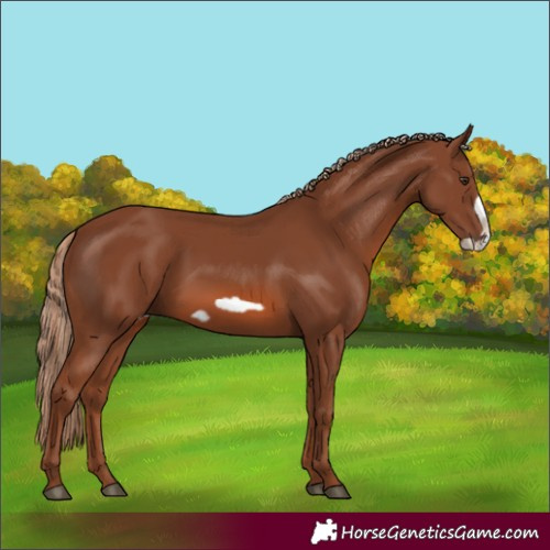 Horse Color:Chestnut Frame 
