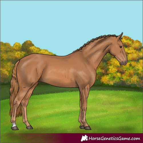 Horse Color:Chestnut 