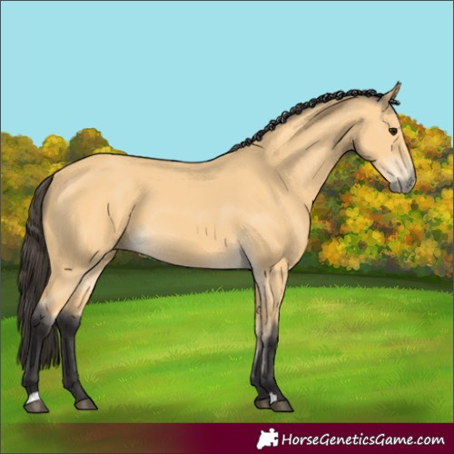 Horse Color:Buckskin 