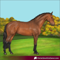 Horse Color:Bay 
