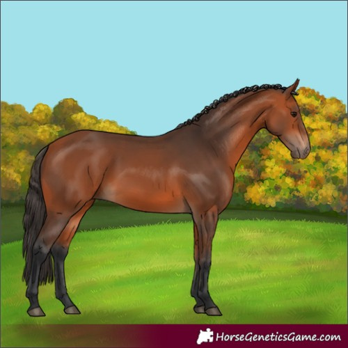 Horse Color:Bay 