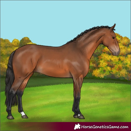 Horse Color:Unknown 