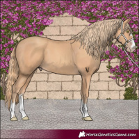 Horse Color:Gold Champagne 