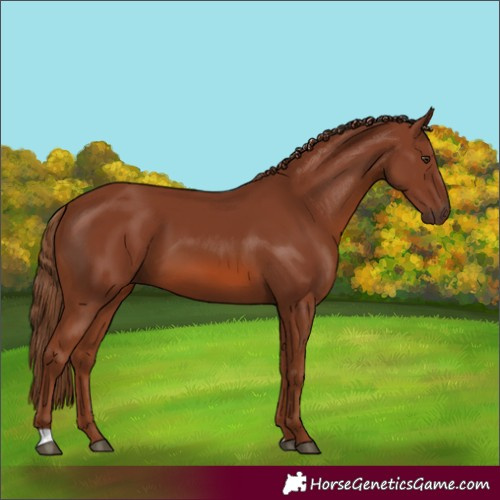 Horse Color:Chestnut 
