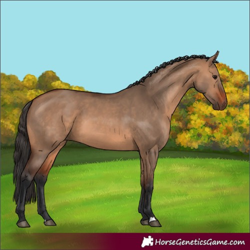 Horse Color:Bay Dun 