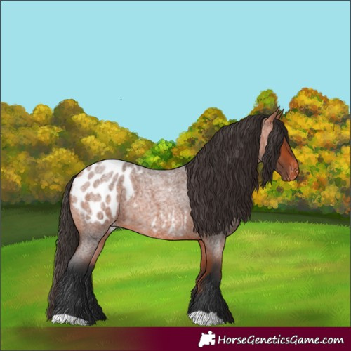 Horse Color:Bay Roan Appaloosa 