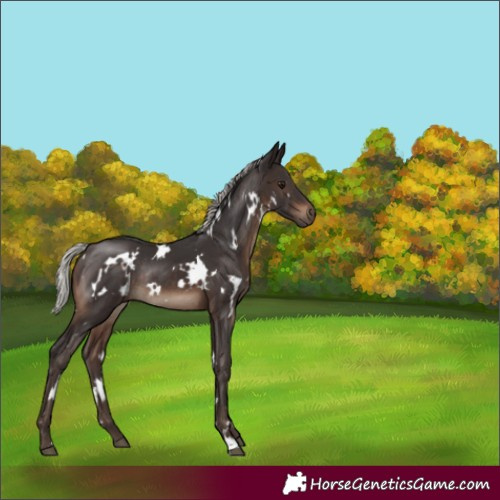 Horse Color:White Spotted Silver Brown Rabicano 