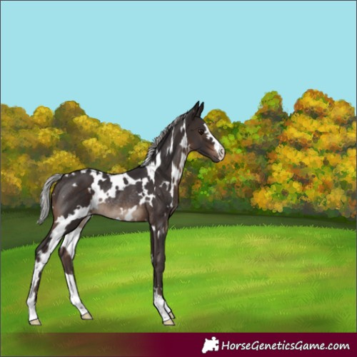 Horse Color:White Spotted Silver Brown Rabicano 