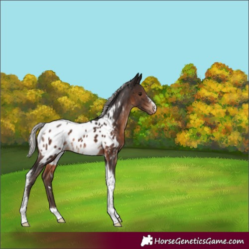 Horse Color:Silver Brown Tobiano Near Leopard Rabicano 