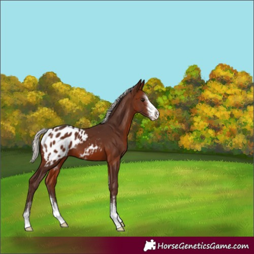 Horse Color:Silver Brown Sabino Appaloosa 