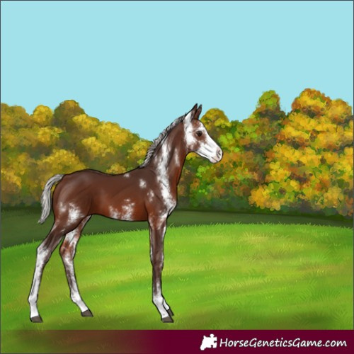 Horse Color:Silver Brown Sabino 