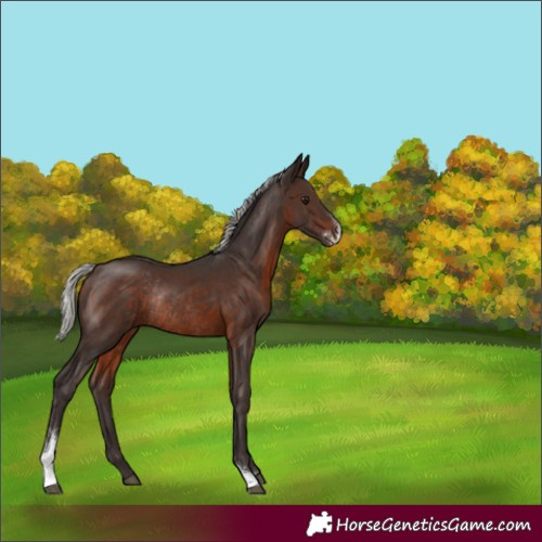 Horse Color:Silver Brown Sabino Rabicano 