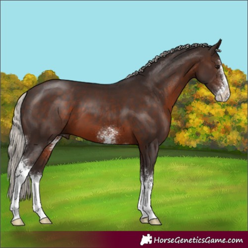 Horse Color:Silver Brown Sabino 